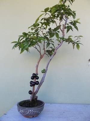 Bonsai-de-jabuticaba-com-frutos