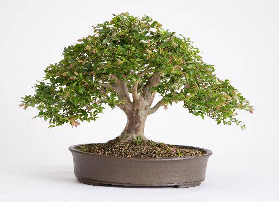 Bonsai de Jabuticaba - Como Cuidar em 9 Passos 12