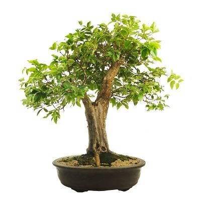 Bonsai-de-jabuticabeira