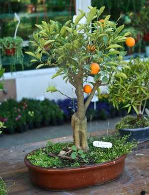 Bonsai-de-laranja-2