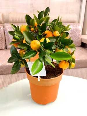 Bonsai-de-laranja-3