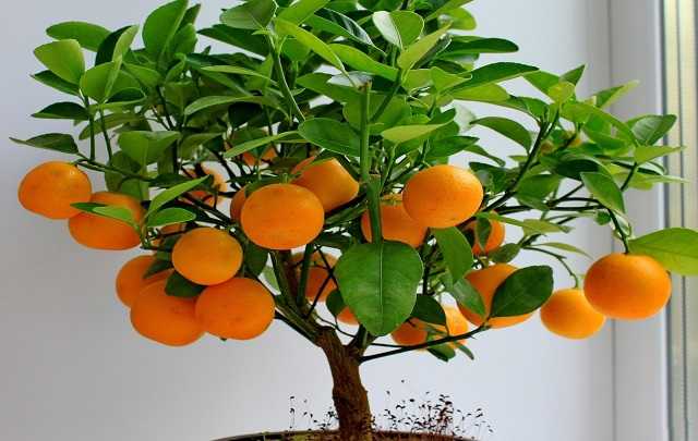 Bonsai De Laranja: Como Fazer e Cultivar (Com Fotos) 18