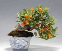Bonsai-de-laranjeira-2