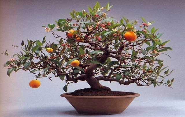 Bonsai-de-laranjeira
