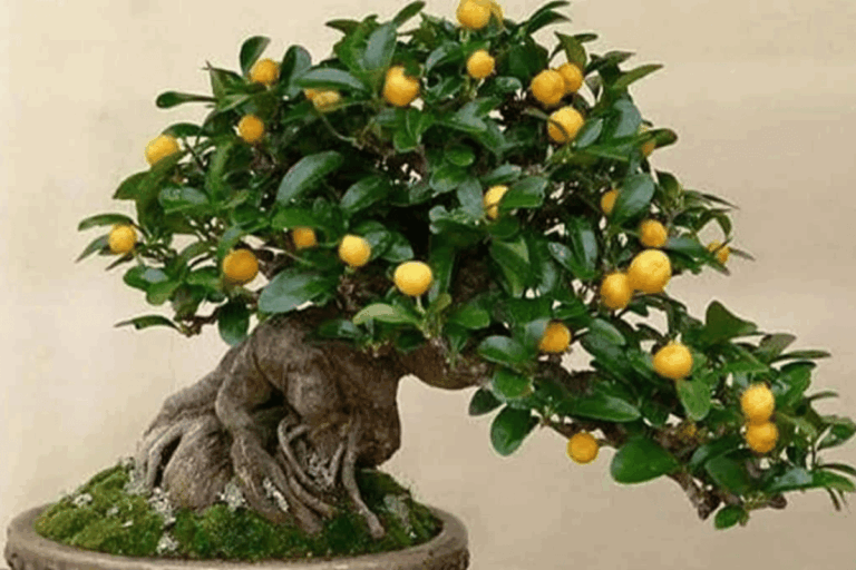 Bonsai De Limão – Descubra Como Cultivá-los Facilmente