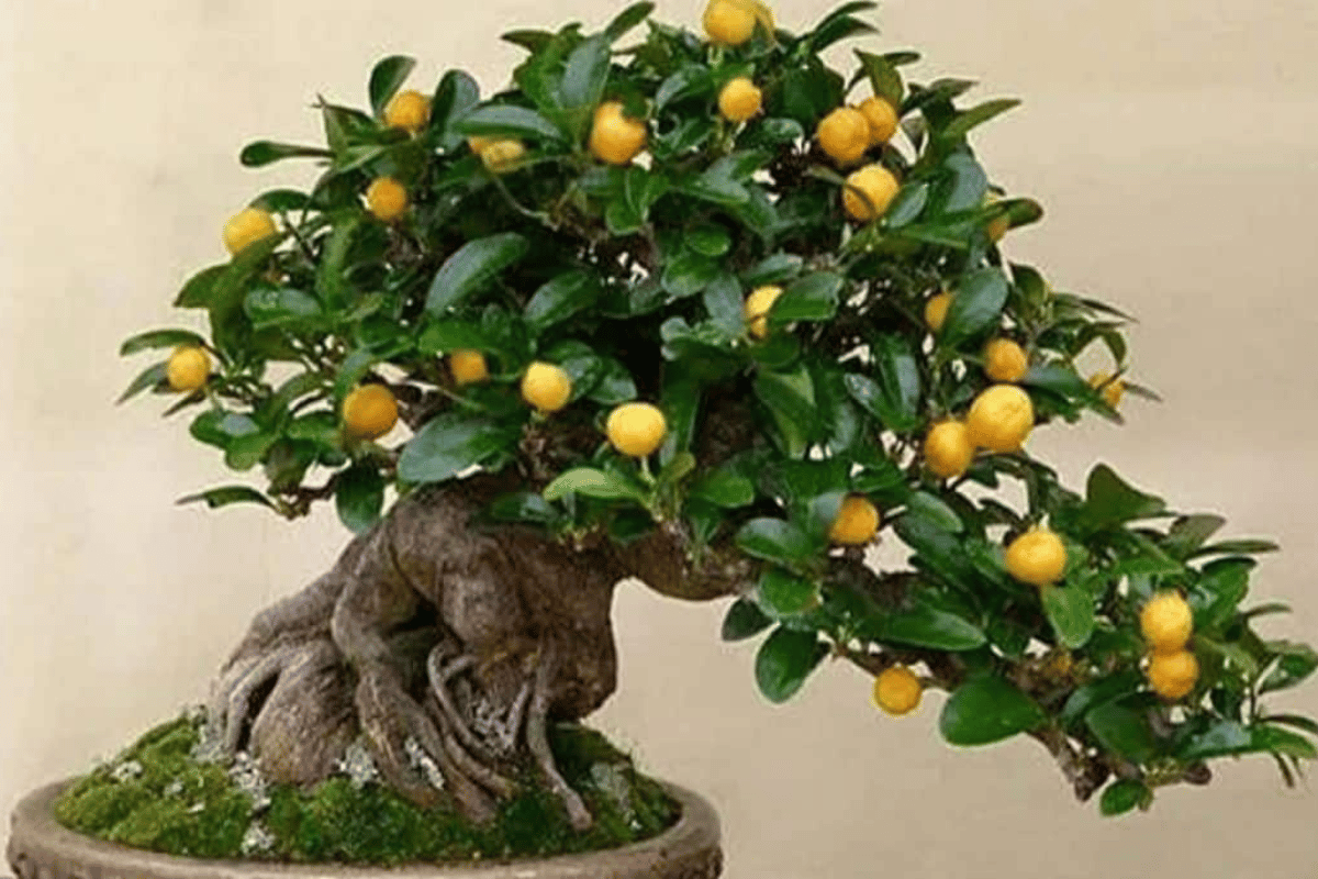 Bonsai-de-limao-img-destacada