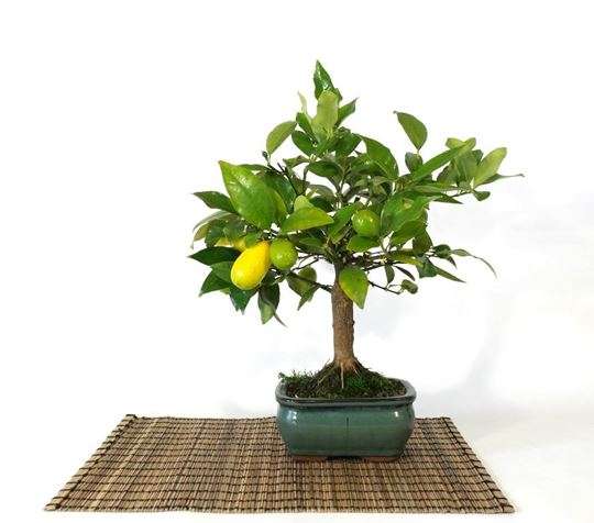 Bonsai-de-limao