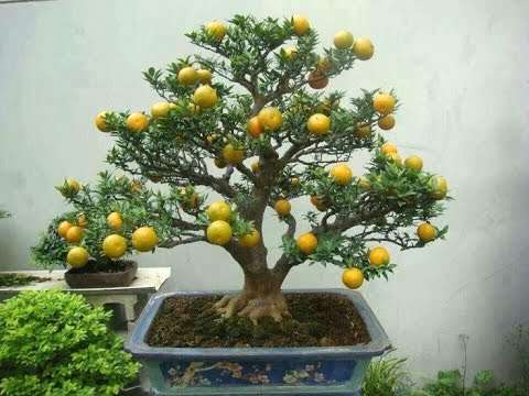 Bonsai-de-limoeiro