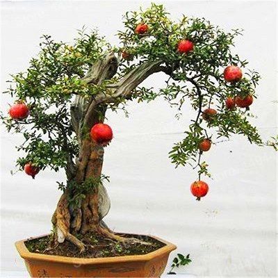 Bonsai-de-roma-com-frutos