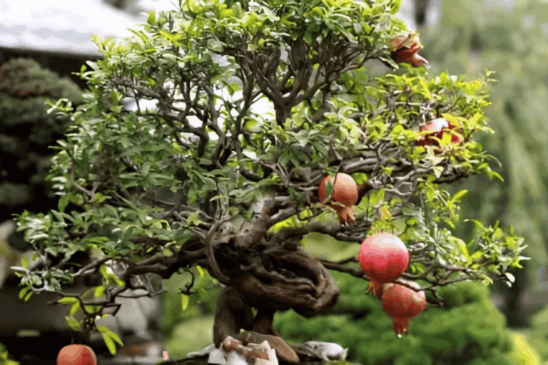 Bonsai de Romã – Como Cuidar Em 6 Passos Simples
