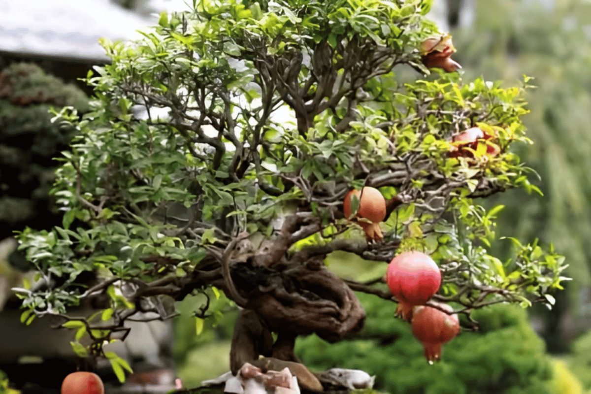 Bonsai de Romã - Como Cuidar Em 6 Passos Simples 5
