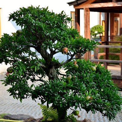 Bonsai-de-roma