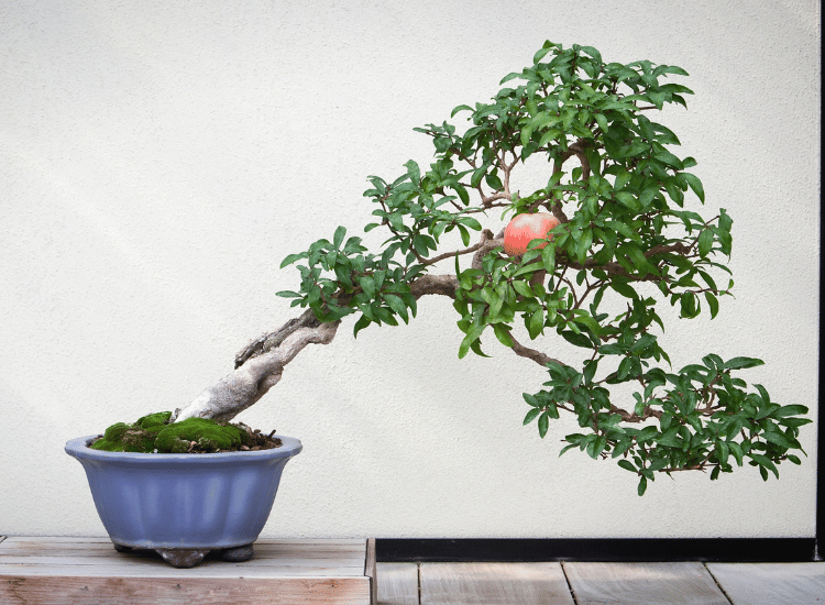 Bonsai-de-roma
