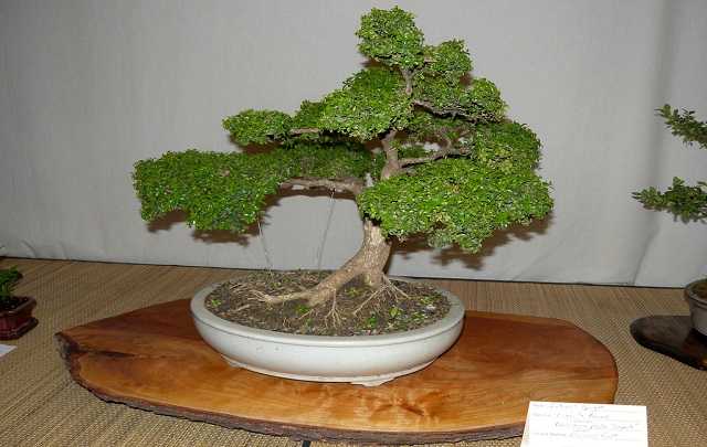 Bonsai-mini-buxinho