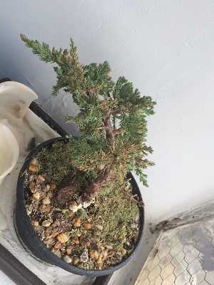 Bonsai-secando