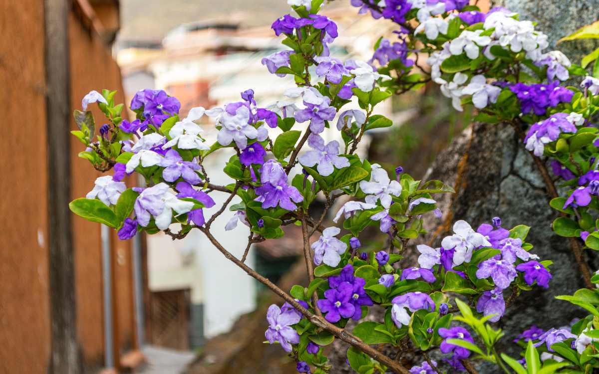 Brunfelsia-uniflora-flores