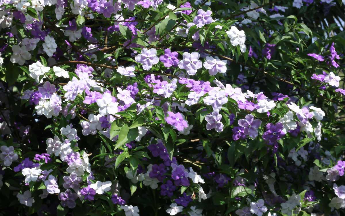 Brunfelsia-uniflora-manaca-de-cheiro