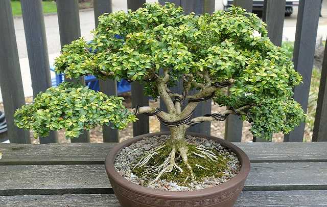 Buxus-Microphylla