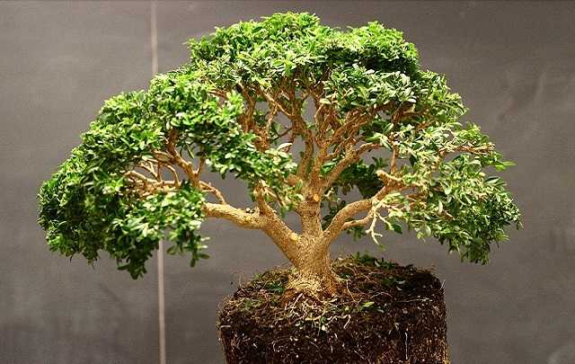 Buxus-bonsai-iluminacao