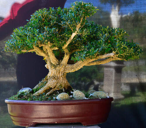 Buxus-harlandii-bonsai