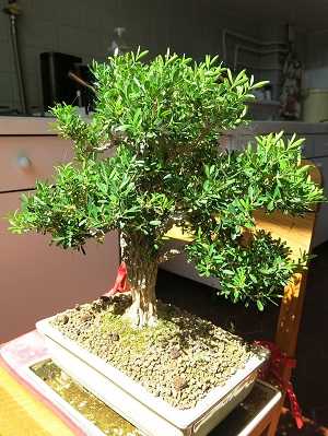Buxus-harlandii