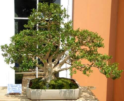 Buxus-microphylla-bonsai