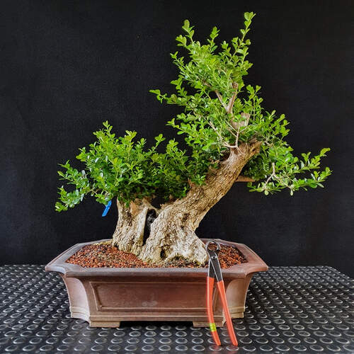 Buxus-sempervirens-bonsai-1
