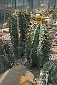 Cacto-Capuz-de-Monge-Astrophytum-ornatum