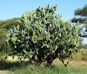 Cacto-Lingua-do-Diabo-Opuntia-Ficus-Indica