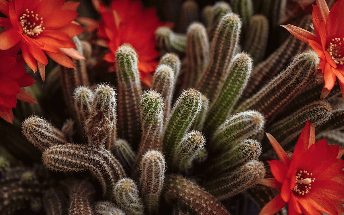 Cacto-amendoim-Echinopsis-chamaecereus-sem-flores