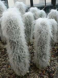 Cacto-barba-de-velho-Cephalocereus-senilis