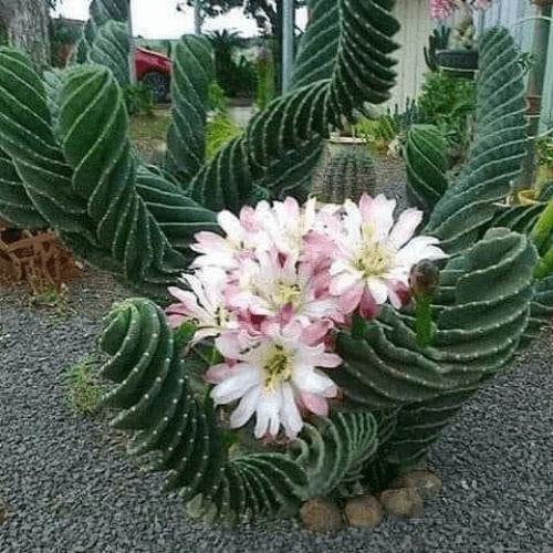 Cacto-parafuso-com-flores