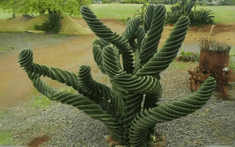 Cacto Parafuso – Fotos e Como Cuidar