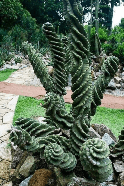 Cacto-parafuso-no-solo