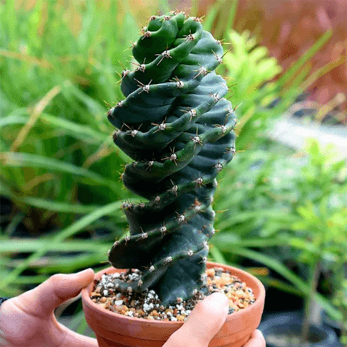 Cacto-parafuso-plantado-no-vaso-02