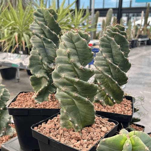 Cacto-parafuso-plantado-no-vaso