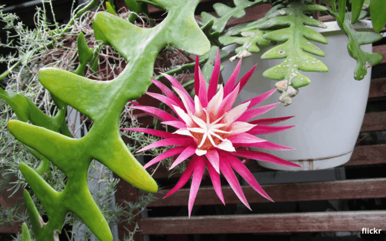 Cacto Sianinha (Planta Dama da Noite): Como Cuidar