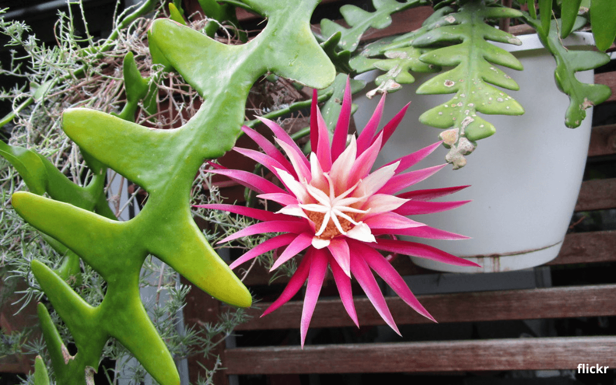 Cacto Sianinha (Planta Dama da Noite): Como Cuidar 1