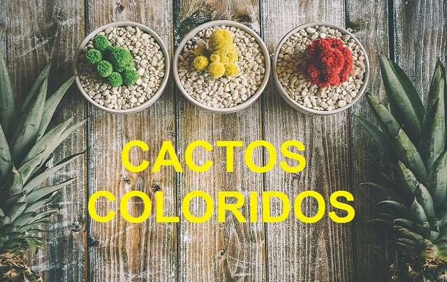 Cactos-coloridos