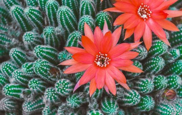 Cactos-flores