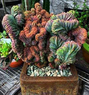 Cactos-raros