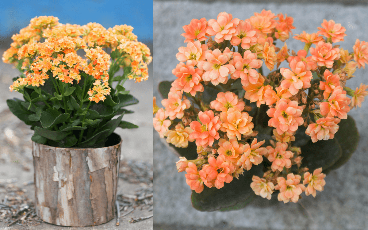 Calanchoe-02