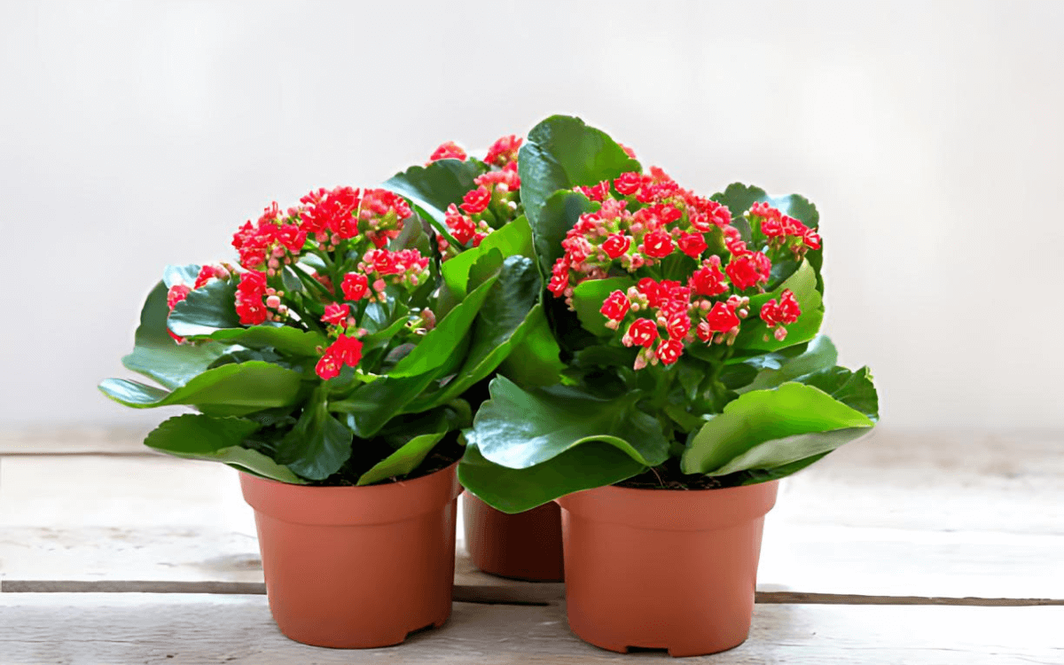 Calanchoe-03
