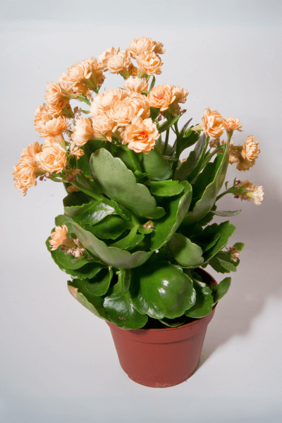 Calanchoe-com-flores-amarelas-em-um-vaso-02