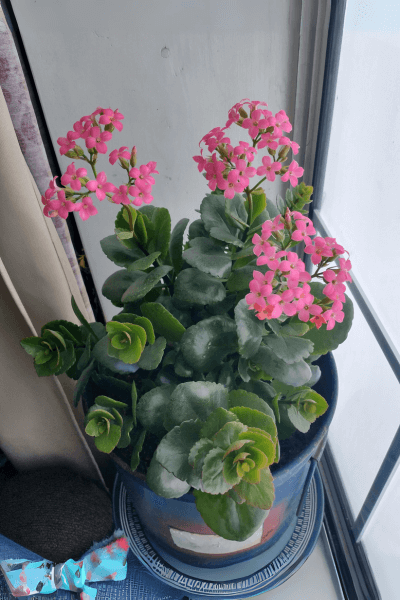 Calanchoe-com-flores-rosa-em-um-vaso