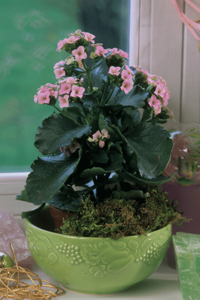 Calanchoe-florida-em-um-vaso-verde