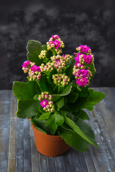 Calanchoe-florida-em-um-vaso