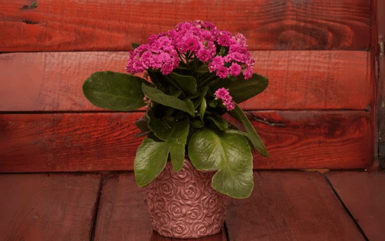 Calanchoe (Flor-da-fortuna): Características e Como Cuidar
