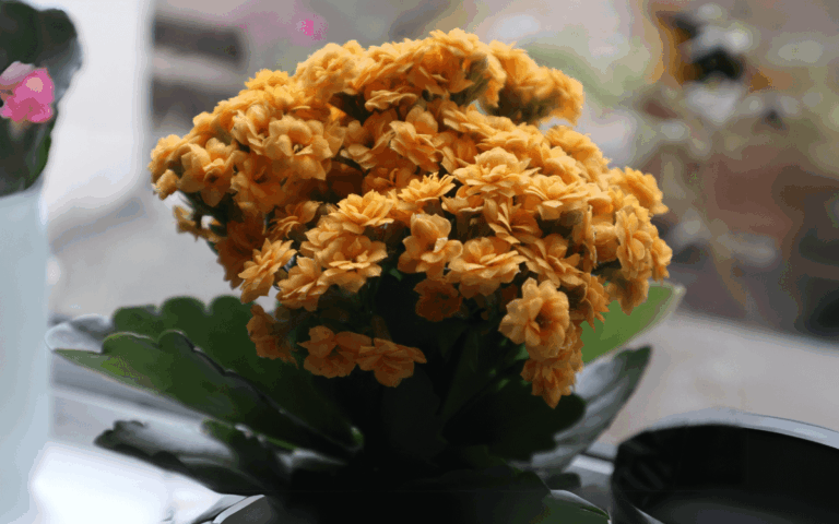 Conheça 7 Plantas Com Flores Lindas e Cultivo Simples 30