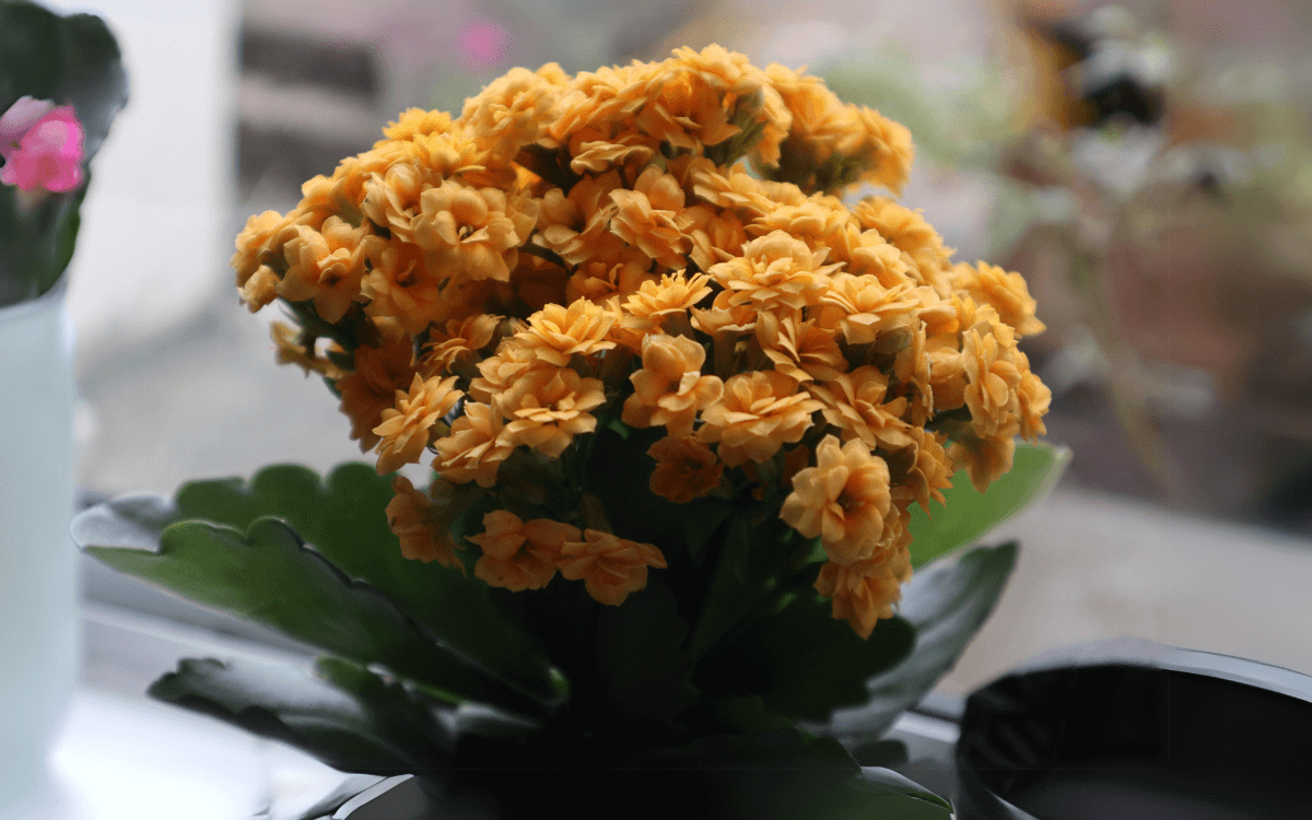 Conheça 7 Plantas Com Flores Lindas e Cultivo Simples 34